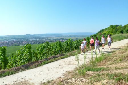 groupe de promeneurs dans le vignoble alsacien